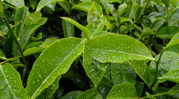 Why Tea Tree Extract Is So Effective In Acne Skincare and How To Use It Properly