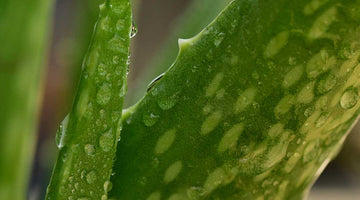 aloe vera for skin