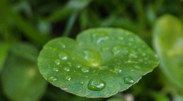 Centella Asiatica Extract for Acne