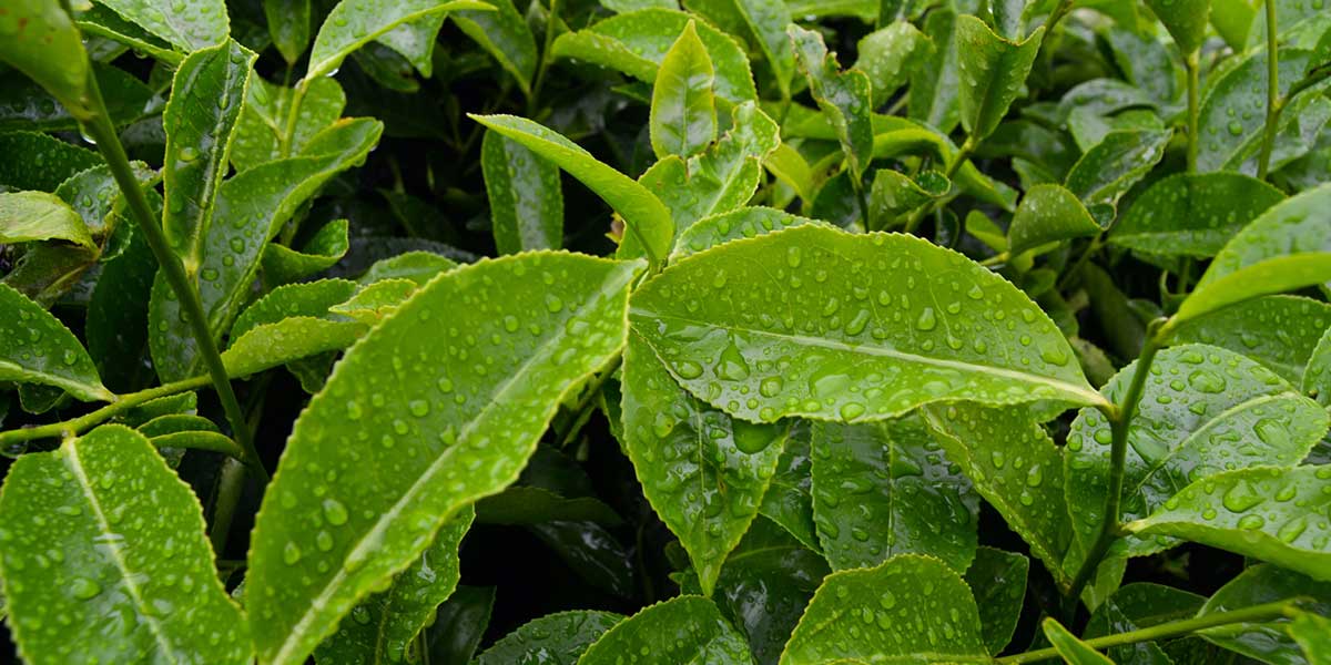 Why Tea Tree Extract Is So Effective In Acne Skincare and How To Use It ...