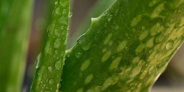 aloe vera for skin