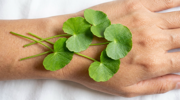 Centella Asiatica Benefits for Skin: Science-Backed Guide 2026