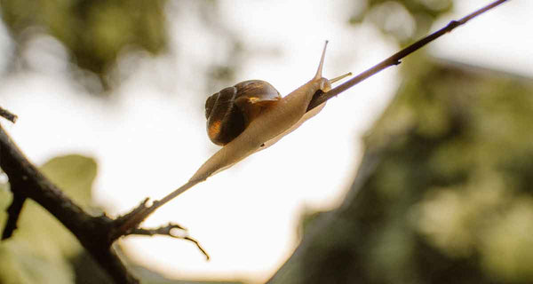 Snail Mucin for Skin - Complete Guide | How to Use. Benefits.